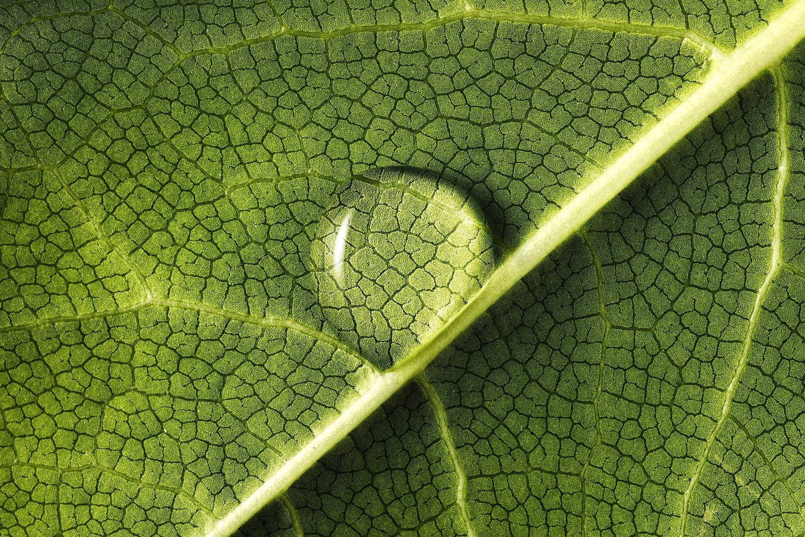 A close-up green leaf features a clear water droplet resting on its surface, surrounded by intricate vein patterns and textures characterist