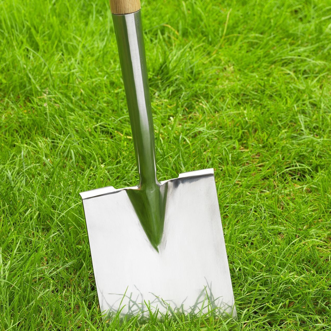 A metal shovel with a wooden handle stands upright in lush green grass, ready for digging or gardening tasks.