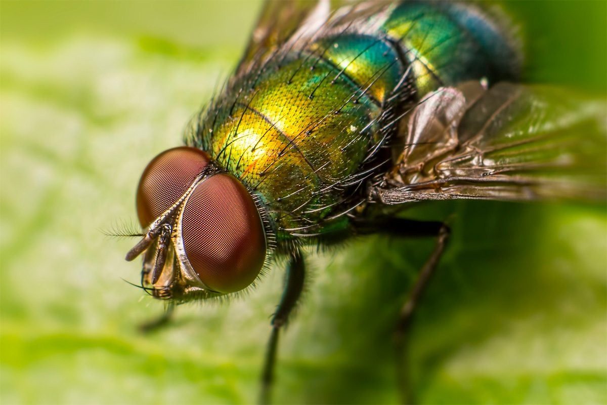 No Fly Swatter? No Problem — Here's How to Get Rid of Flies Without One