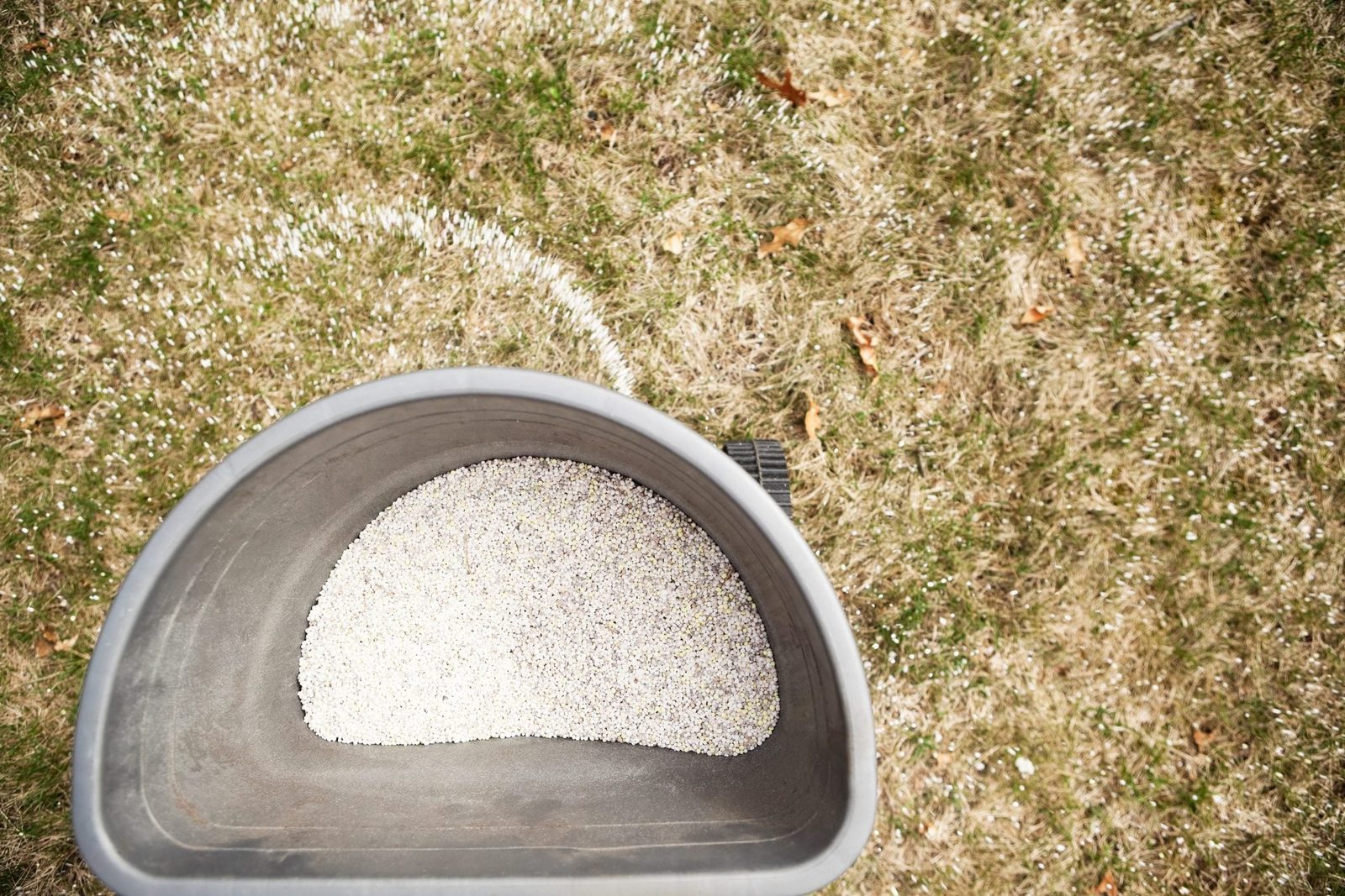A gray container holds small white granules, while scattered granules cover the dry, brown grass below, hinting at recent lawn treatment.