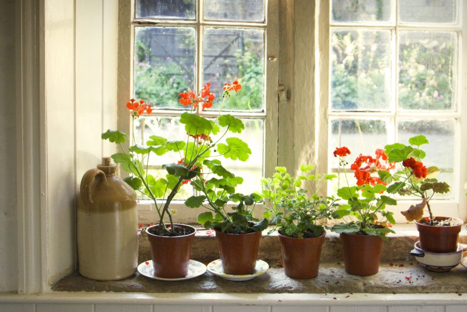 How to Overwinter Geraniums