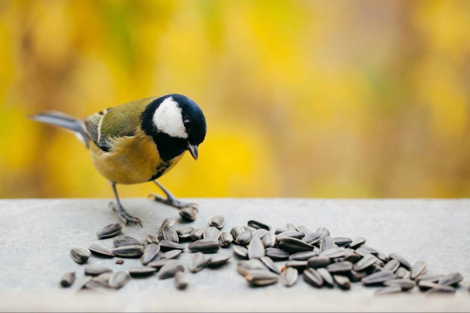 What Are Black Oil Sunflower Seeds?