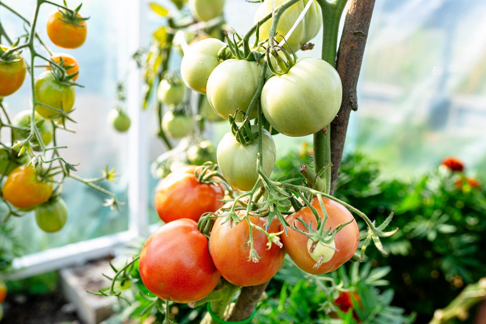Which Plants Should Not Be Grown Next to Each Other in Your Garden?
