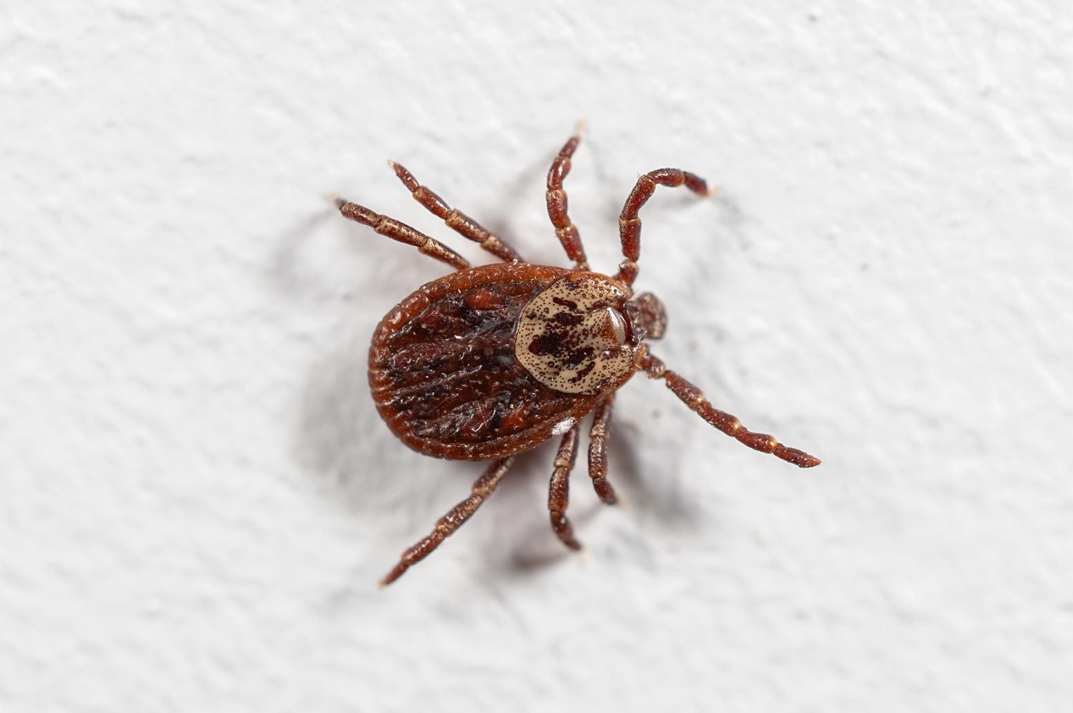 Close-up ixodid tick on white wall. Dog tick on white background, Dermacentor reticulatus