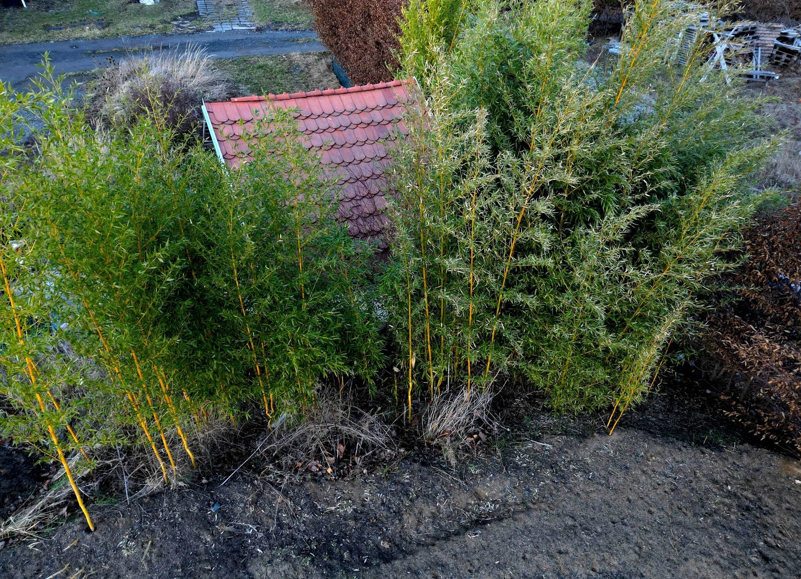 a house in a garden completely overgrown with tall clumps of bamboo