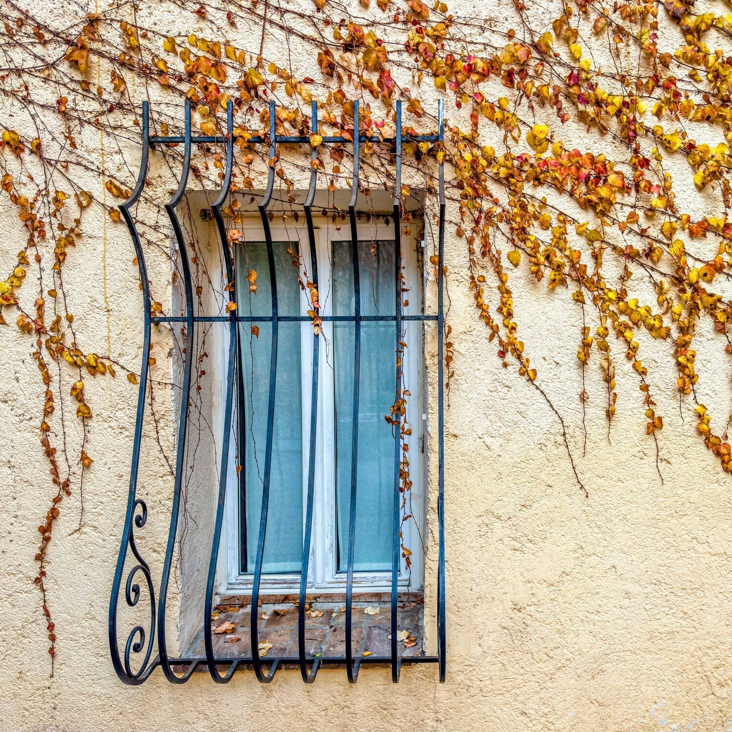 Window with curved potbelly bars on a tan house with ivy growing on the wall