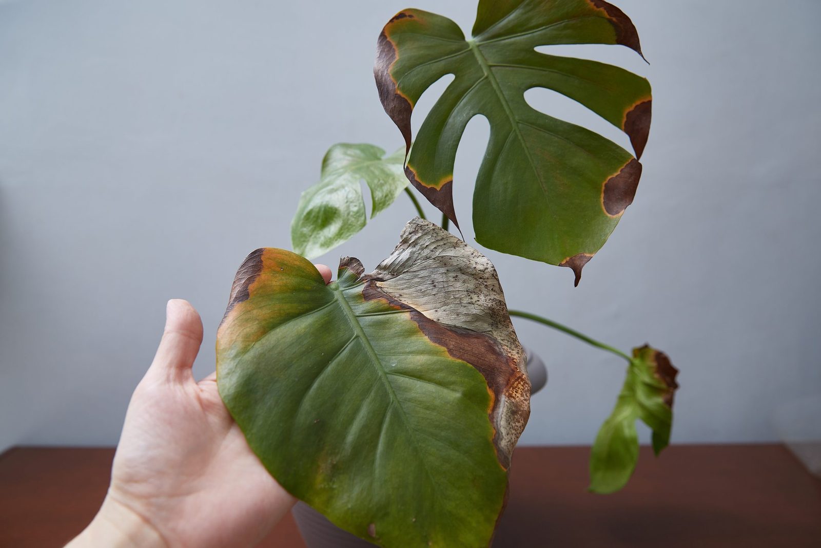 Monstera Health Check: Signs Your Plant Is Sick