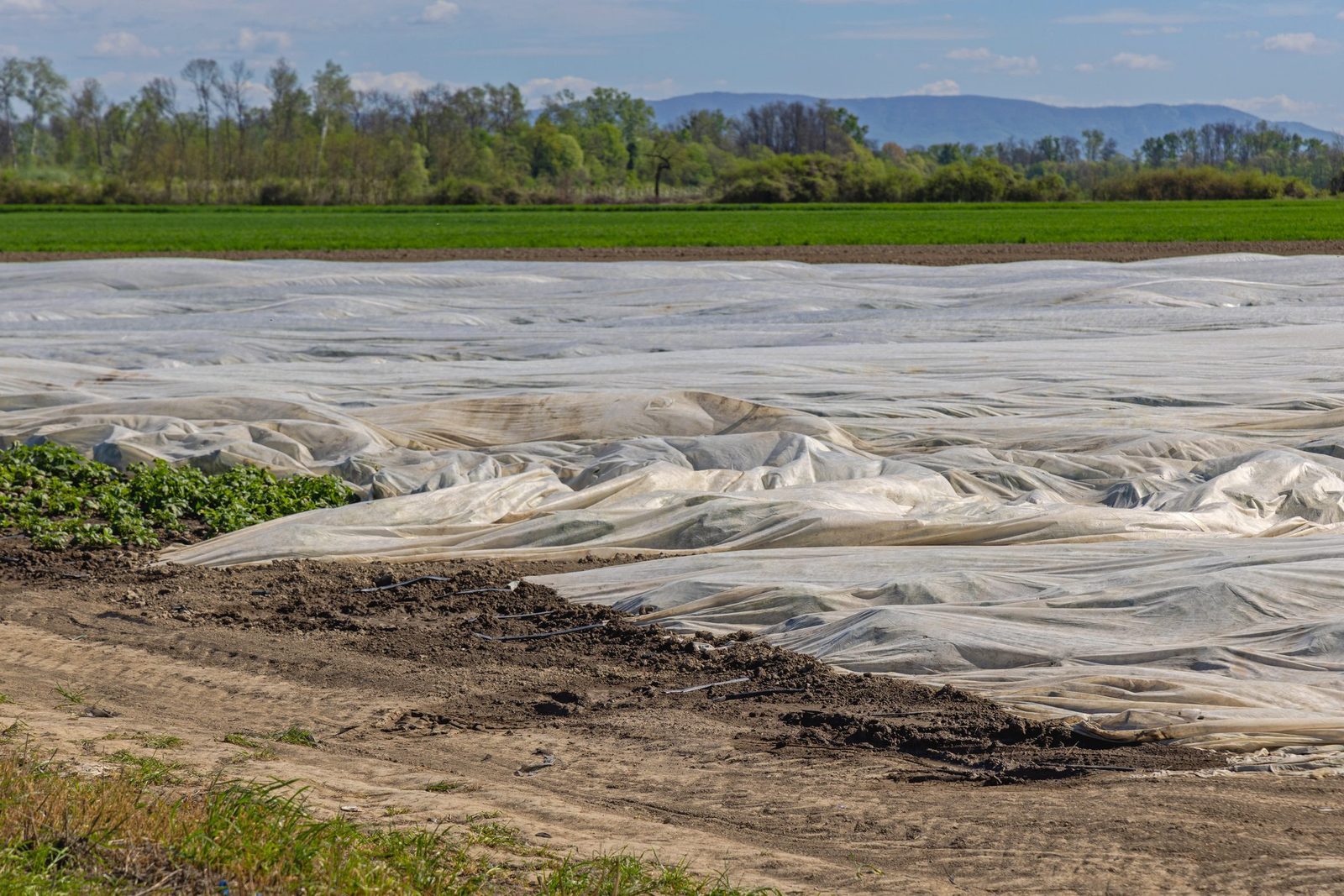 Agricultural Field Geotextile Fabric solarization of soil