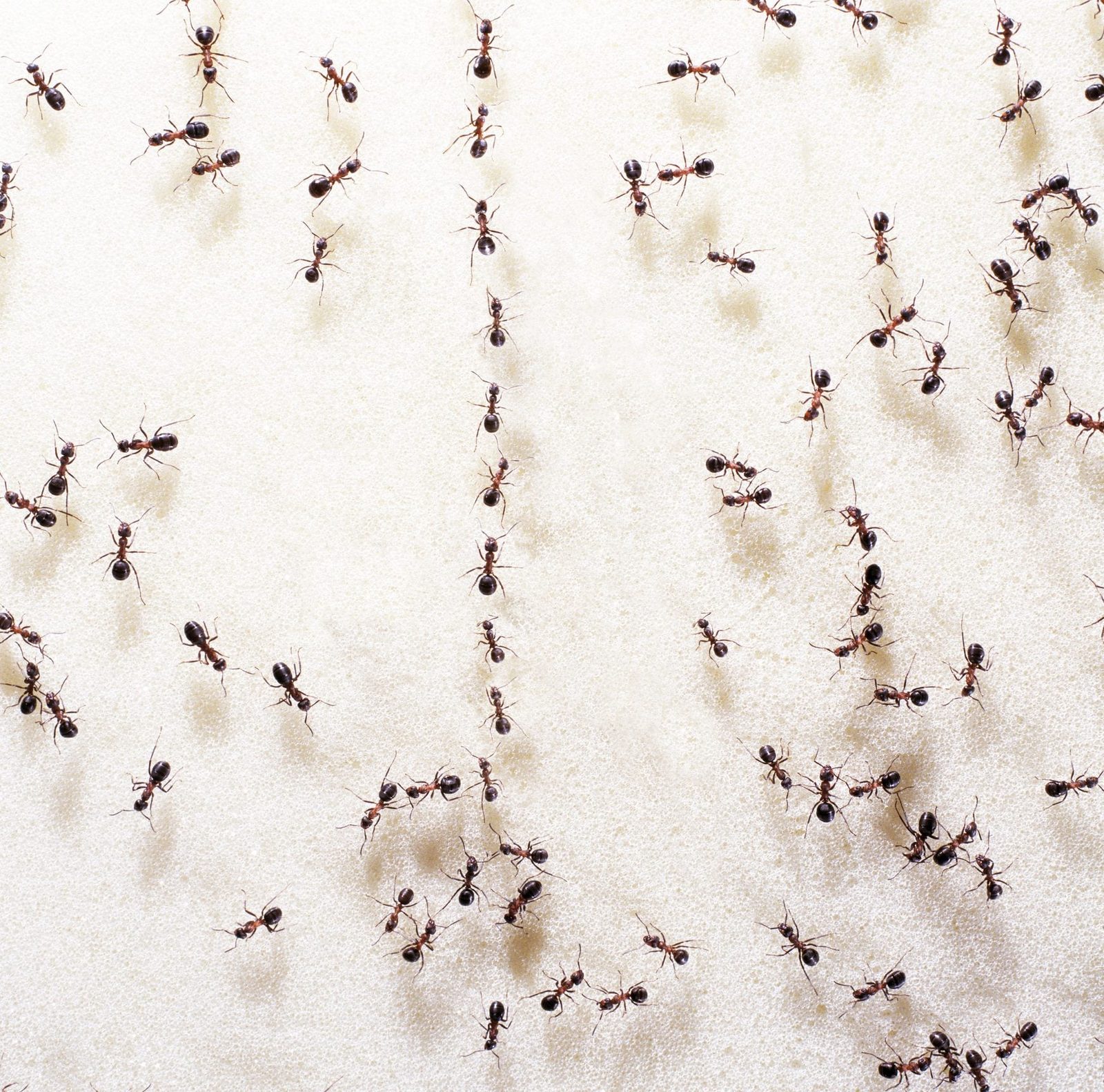 The Homeowner's Guide to Ant Pest Control