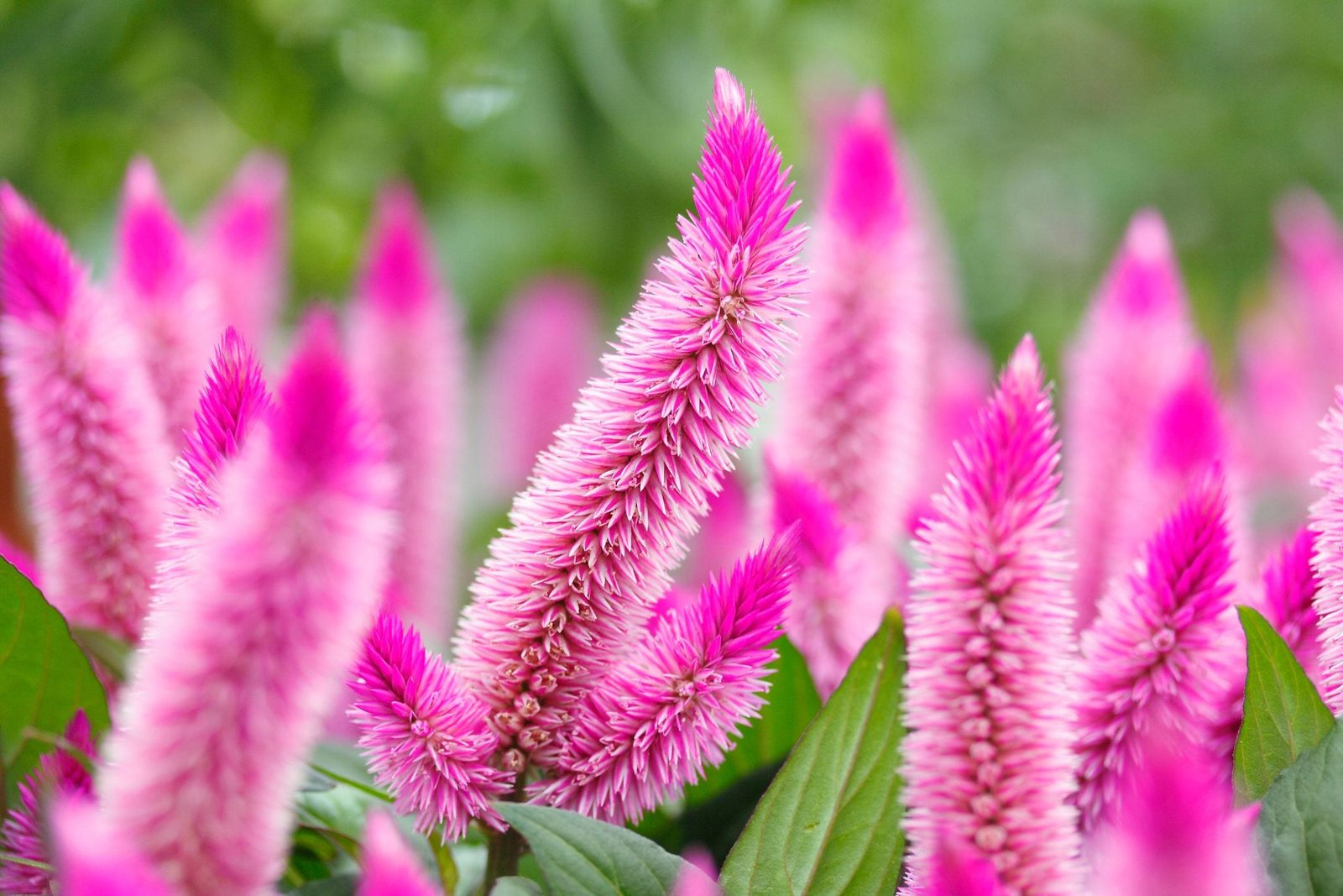 Bright pink flowers stand upright, densely clustered among green foliage, creating a vibrant display in a lush garden setting.