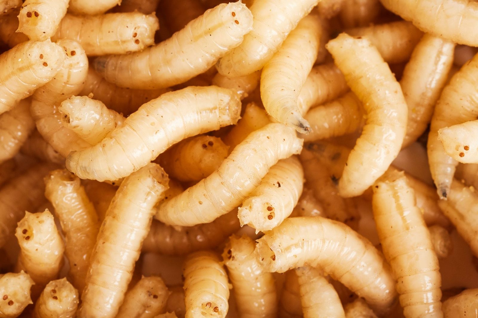 How to Get Rid of Maggots In Your Home