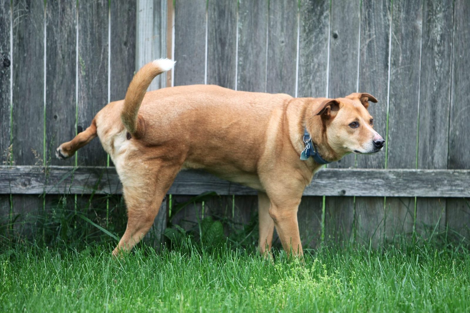 A dog is lifting its leg to urinate in a grassy area beside a wooden fence. The dog appears attentive and focused on its surroundings.