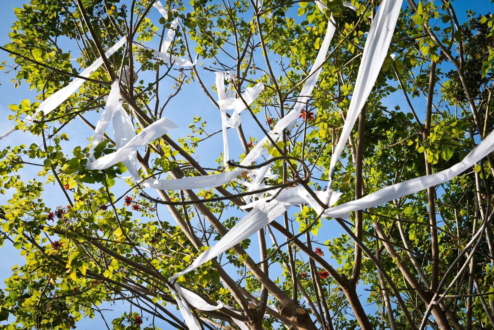 White streamers are draped across branches of a green tree, contrasting against a clear blue sky. foliage surrounds the scene, creating a vi