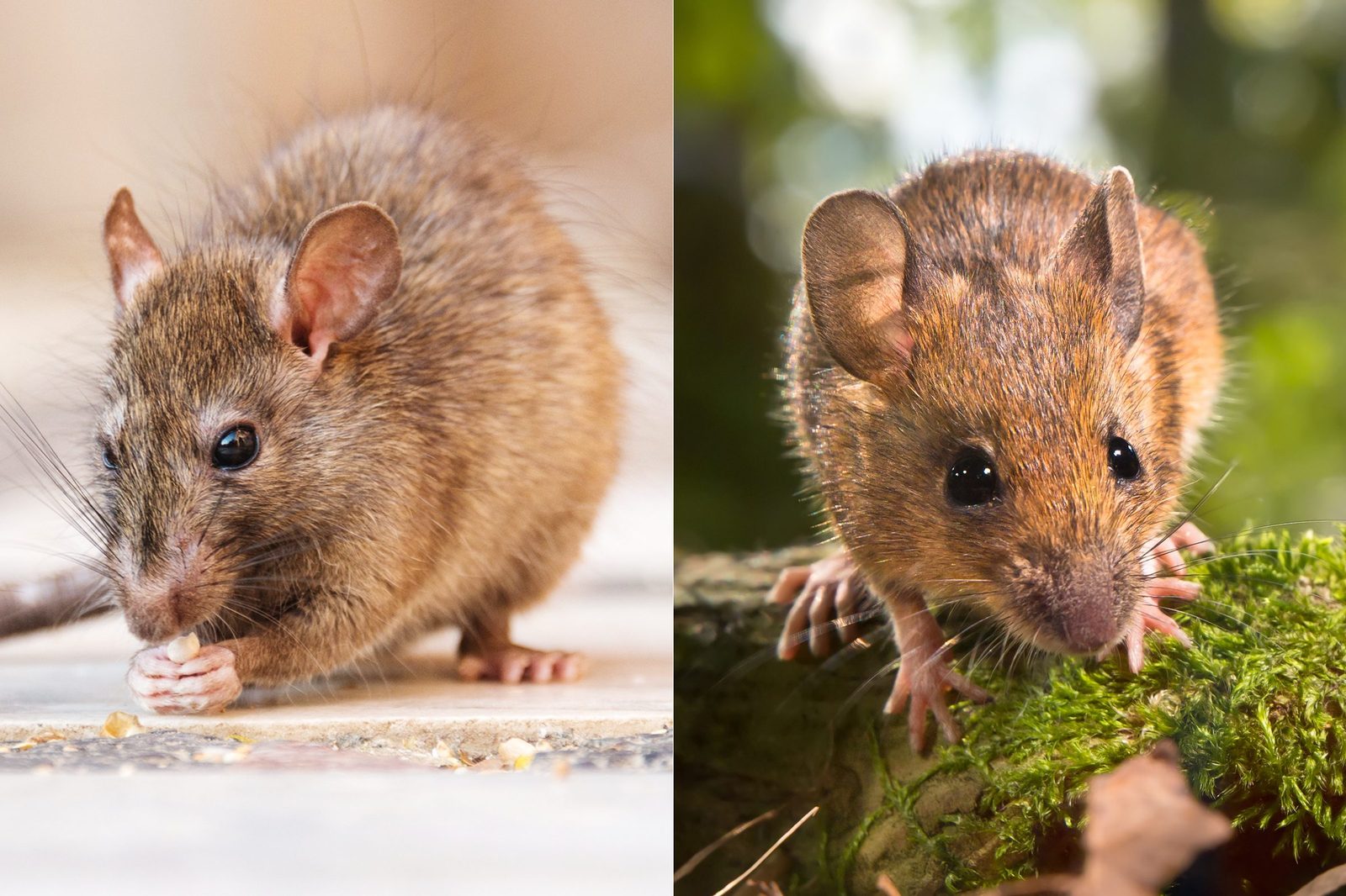 Rats vs. Mice: What's the Difference?