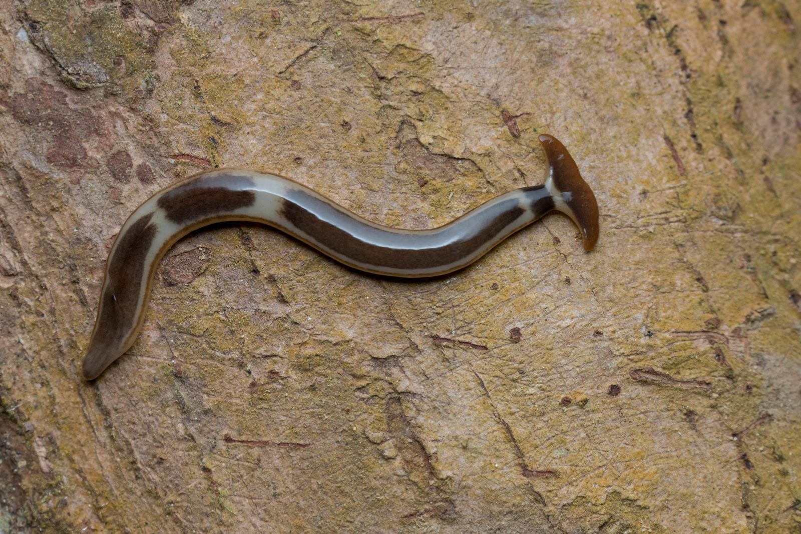 A brown and cream-colored slug slithers across a textured, earthy surface, surrounded by a natural environment that contrasts its smooth bod