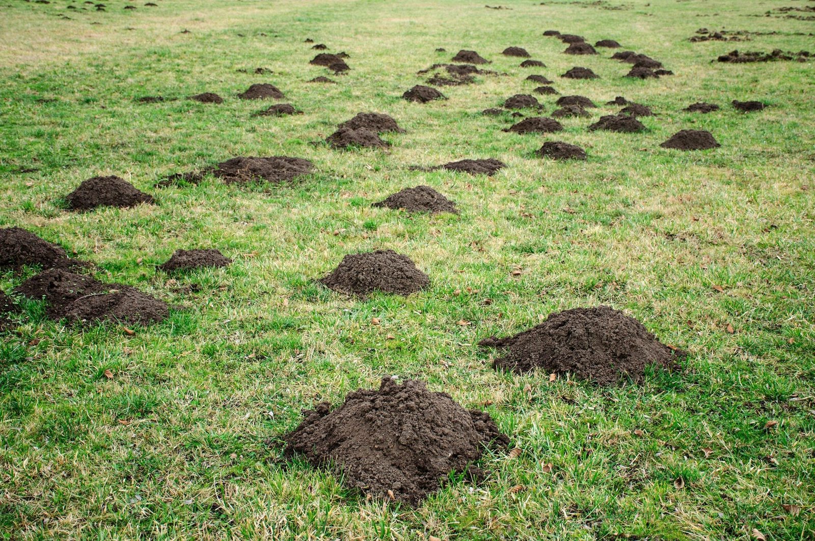 Mounds of dark soil are scattered across a grassy field, suggesting recent digging activity from burrowing animals. The environment is open