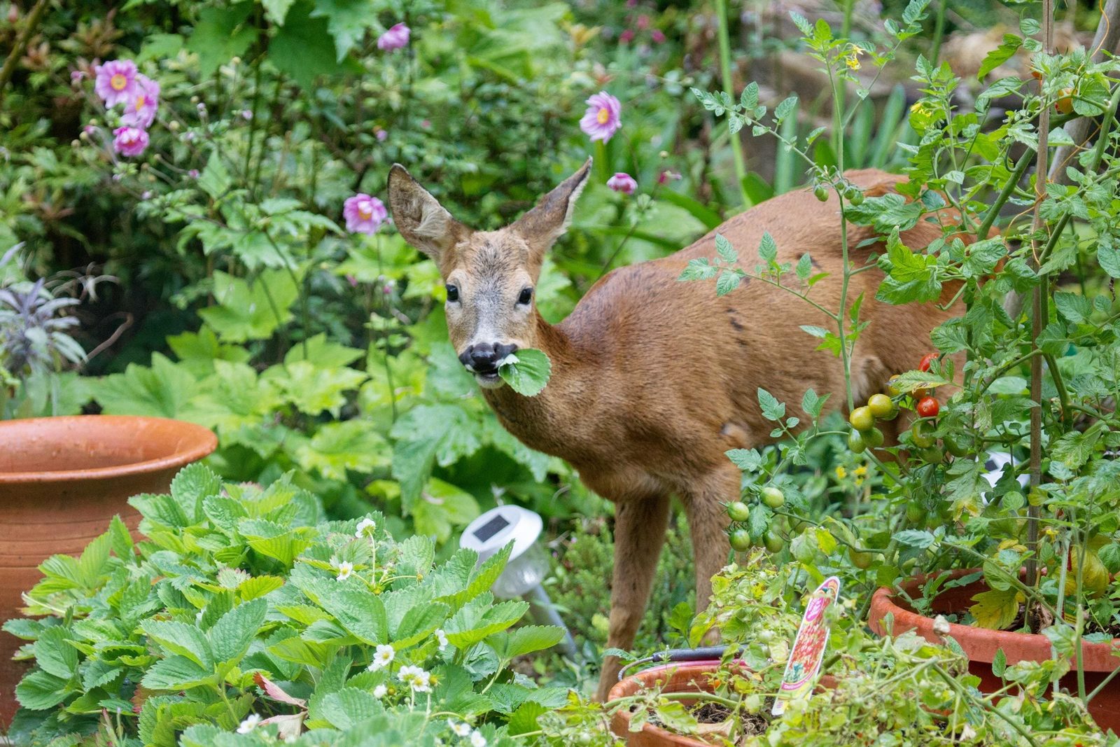 A deer stands in a lush garden, nibbling on a leaf, surrounded by vibrant flowers and various plant pots, with a soft-focus background.