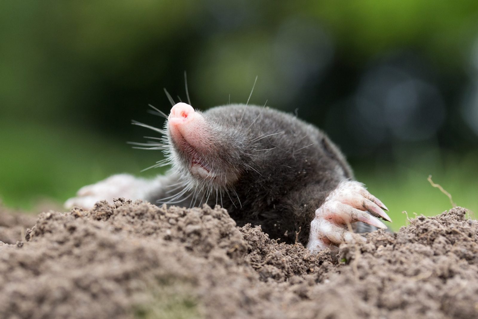 A mole is emerging from loose soil, using its front paws to dig, set against a blurred green background indicating an outdoor setting.