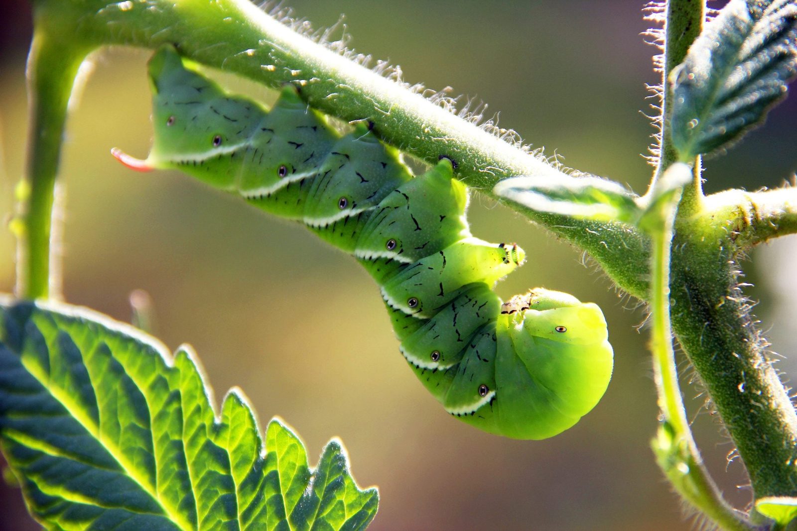 A green caterpillar clings to a stem, feeding on leaves, surrounded by a blurred natural background, illuminated by sunlight.