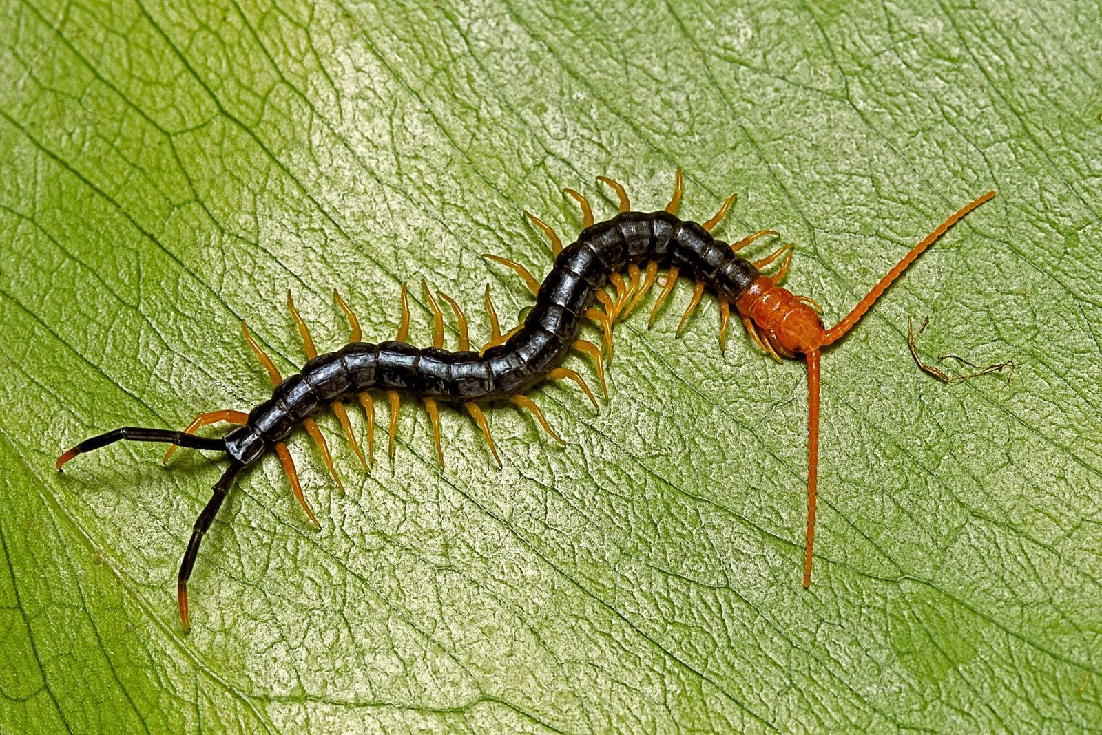 A centipede crawls across a textured green leaf, showcasing its elongated body with dark segments and orange legs, in a natural setting.