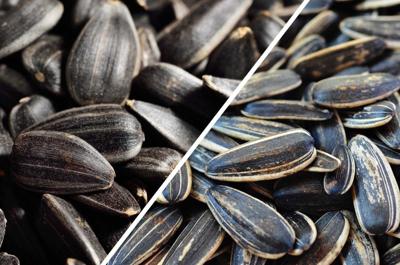 Black sunflower seeds are clustered closely, showcasing their textured shells, contrasting with a separate group of striped sunflower seeds,