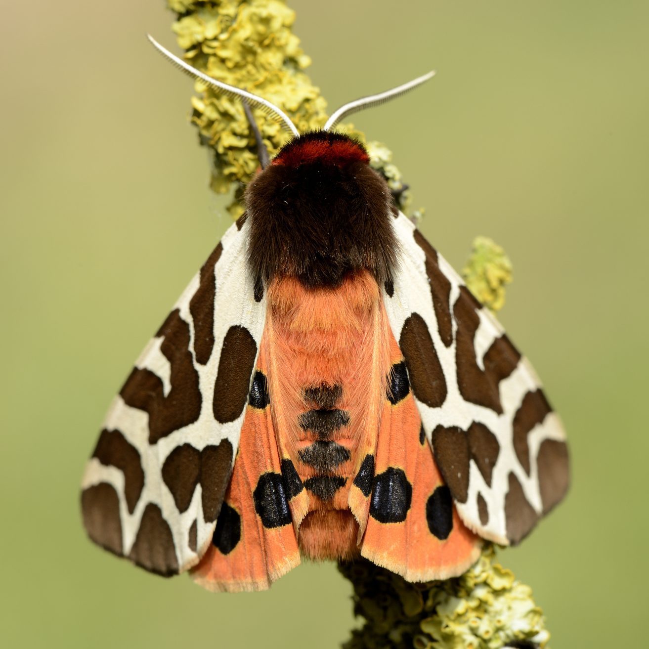 What Is a Woolly Bear Caterpillar?