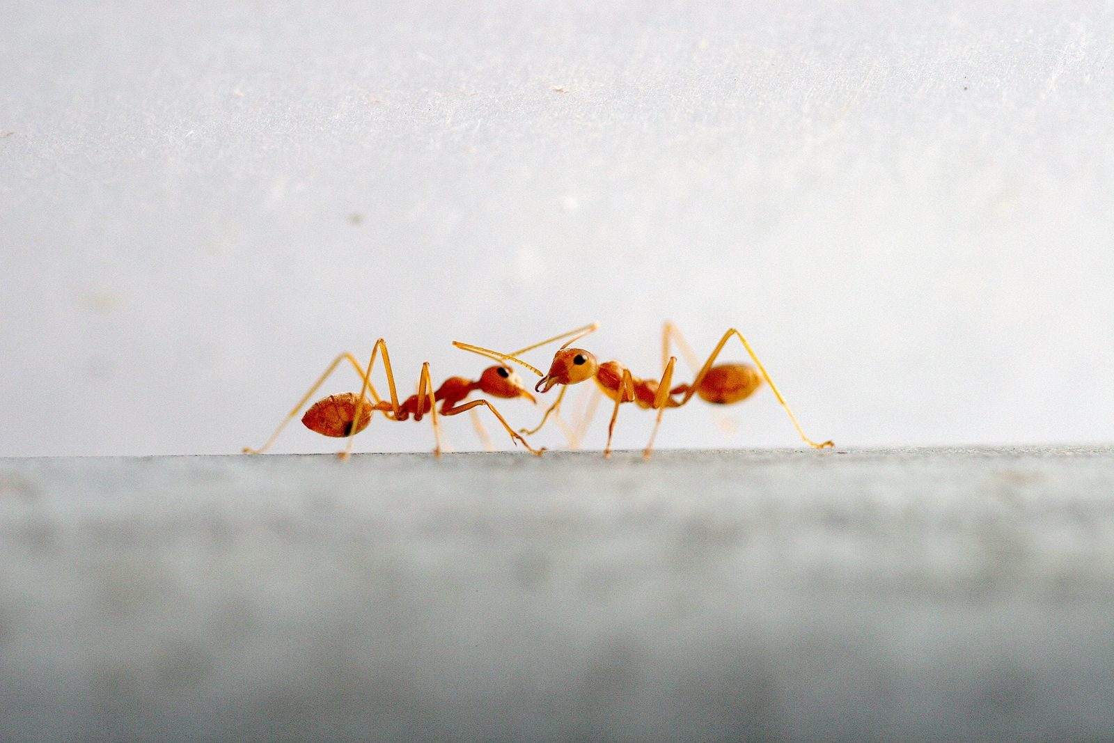 Two small orange ants face each other, seemingly interacting, on a flat, gray surface against a light background.