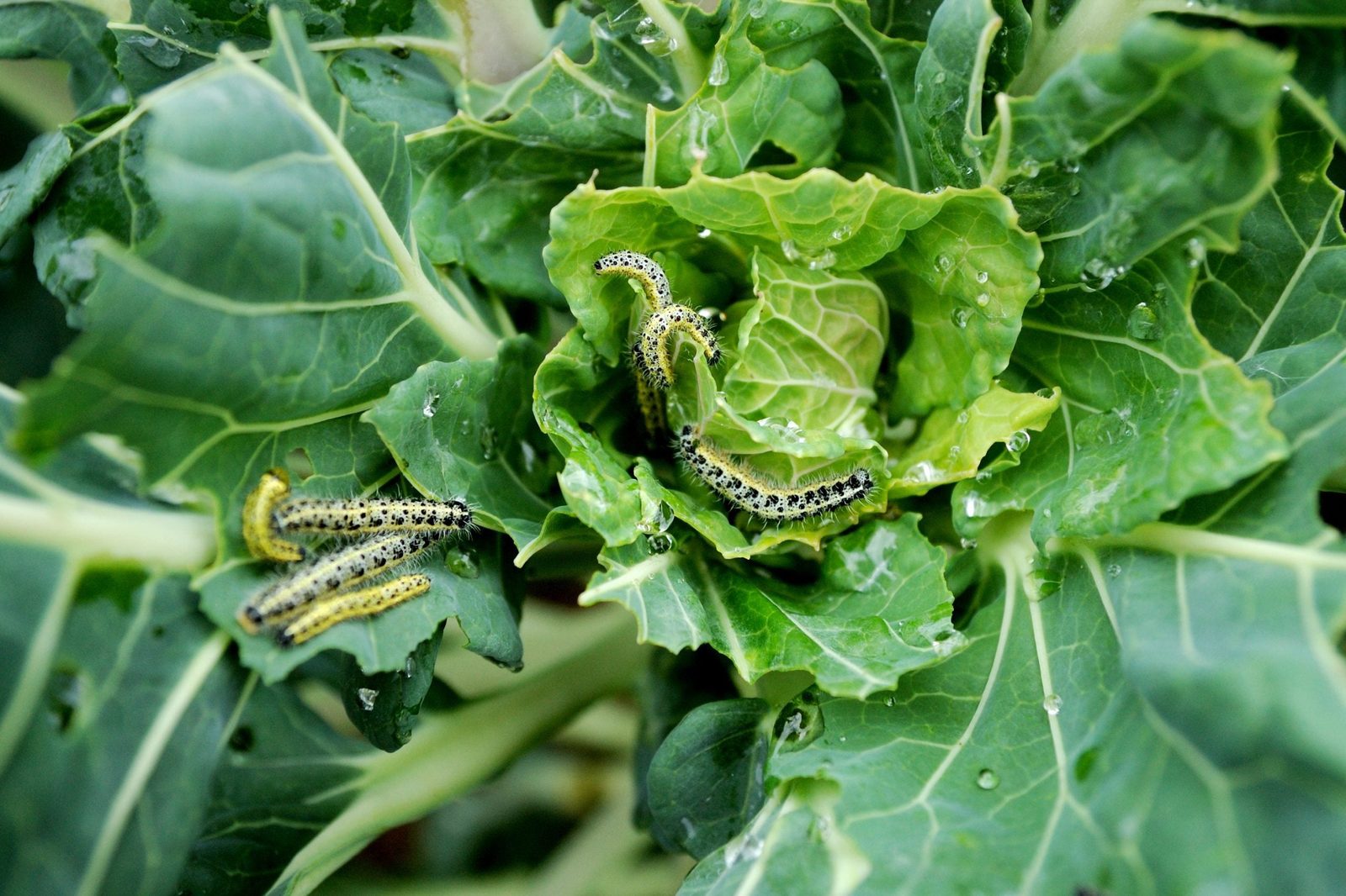Caterpillars consume green cabbage leaves, surrounded by fresh, dew-covered foliage in a garden setting.