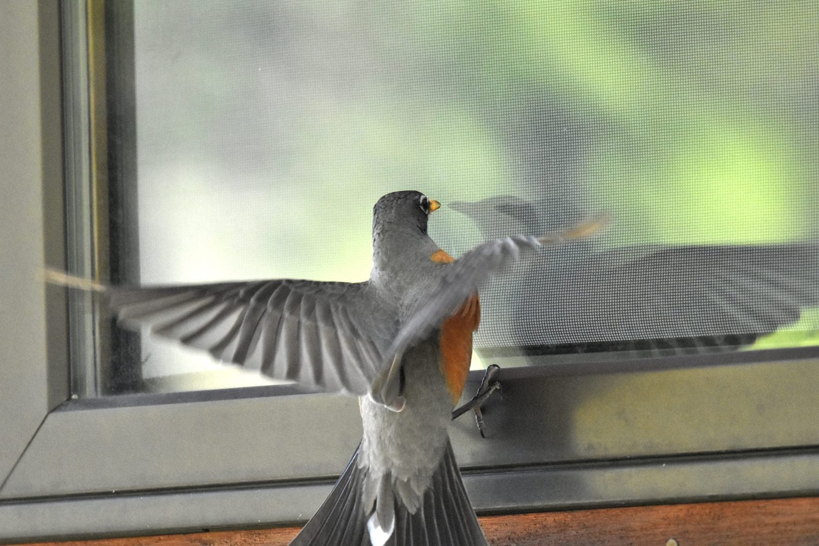 A bird flaps its wings, reflecting in a window screen, surrounded by blurred greenery outside, suggesting movement and interaction with its