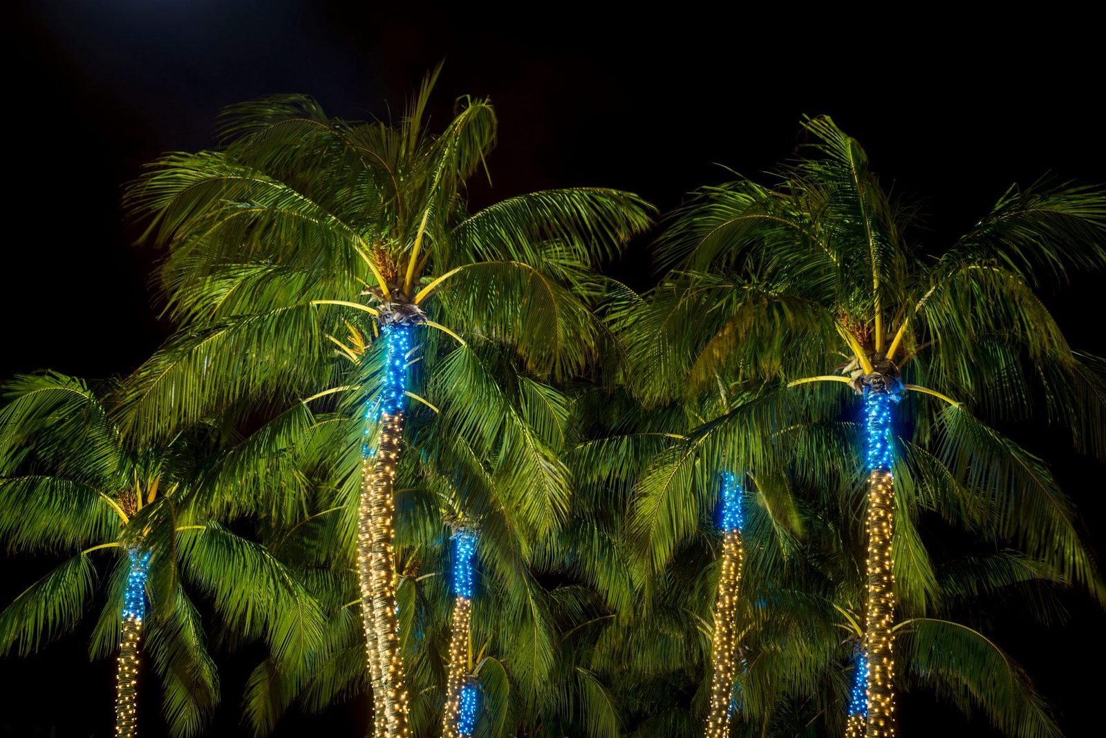 Tall palm trees adorned with blue and white lights stand illuminated against a dark night sky, creating a festive atmosphere.