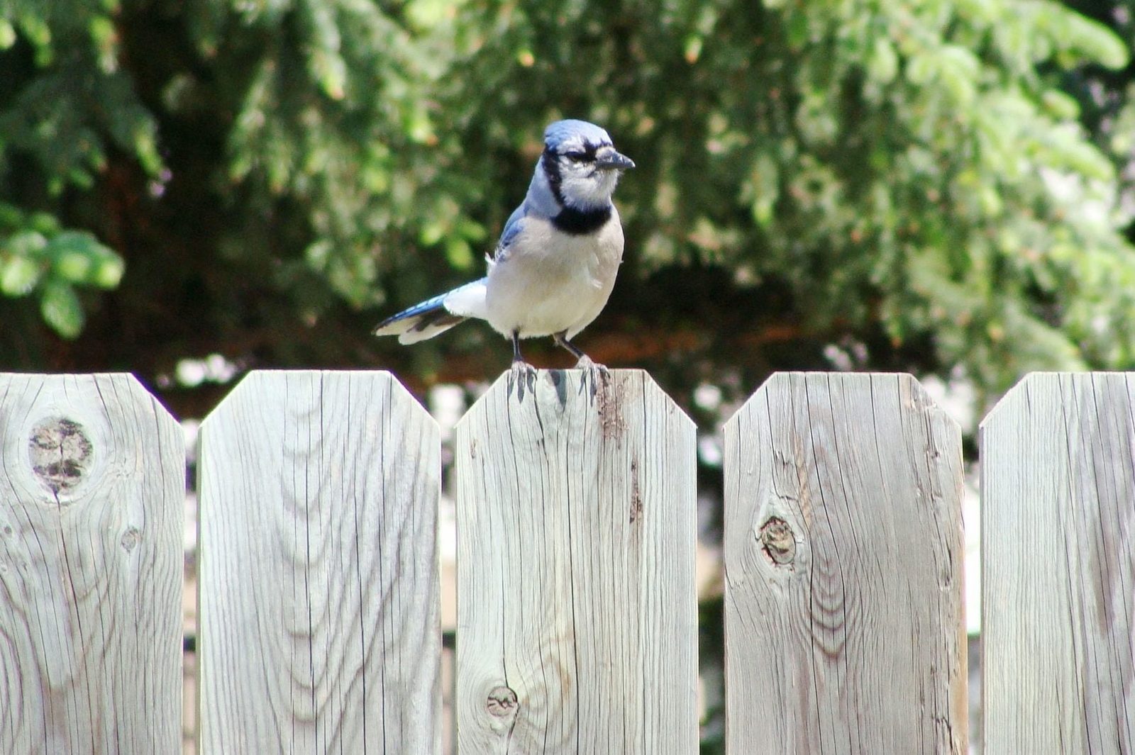 A blue jay perches on a wooden fence, observing its surroundings amidst a backdrop of green foliage.