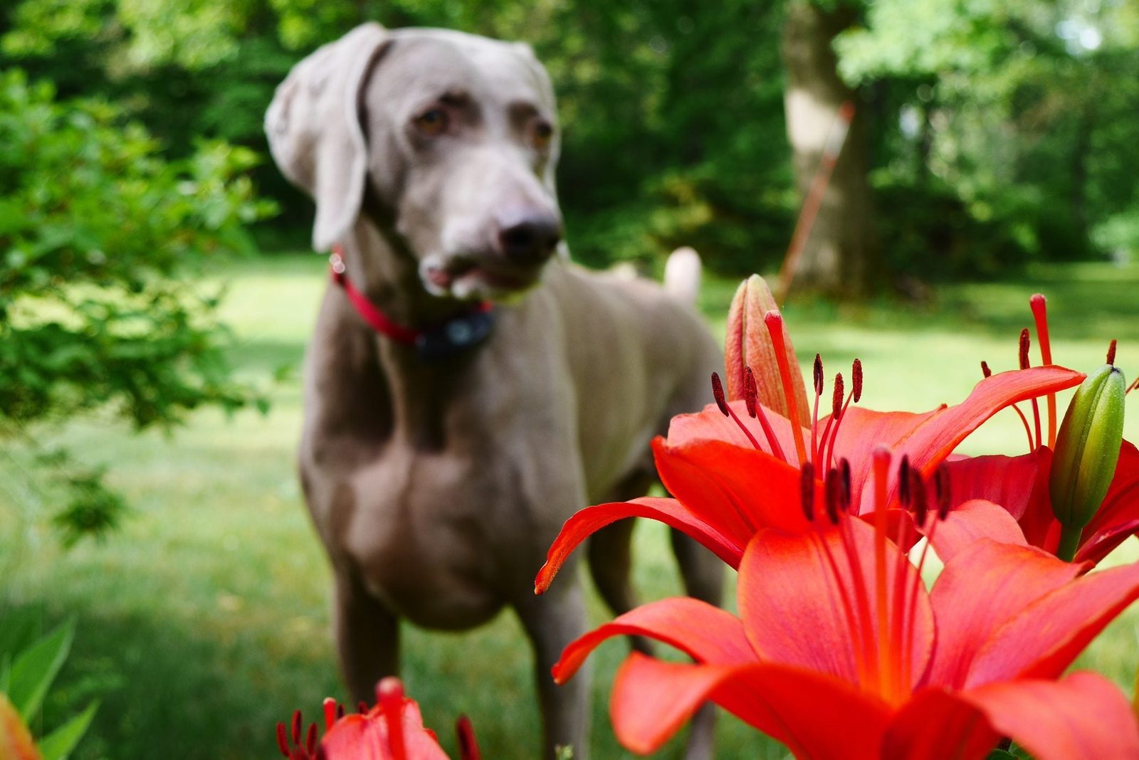 A gray dog stands in a garden, sniffing vibrant red flowers, with green grass and trees in the blurred background.