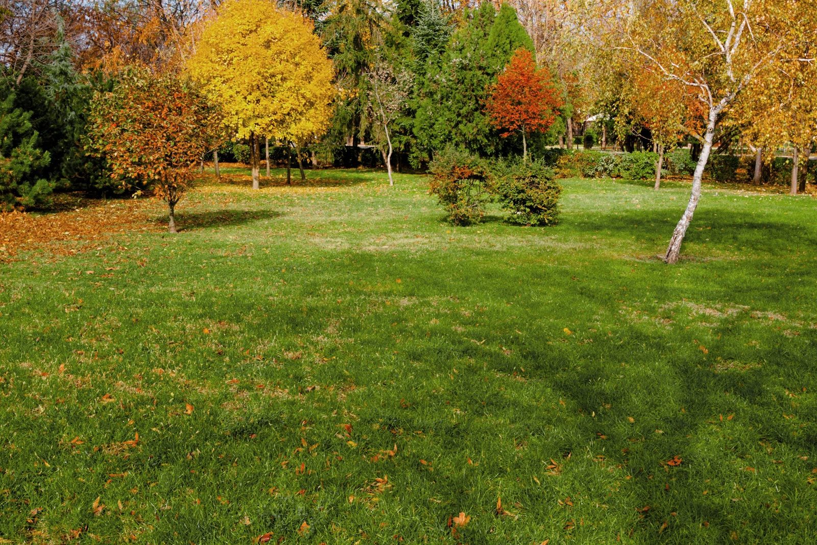 A grassy area features trees displaying autumn foliage, with fallen leaves scattered on the ground under bright sunlight, creating a vibrant