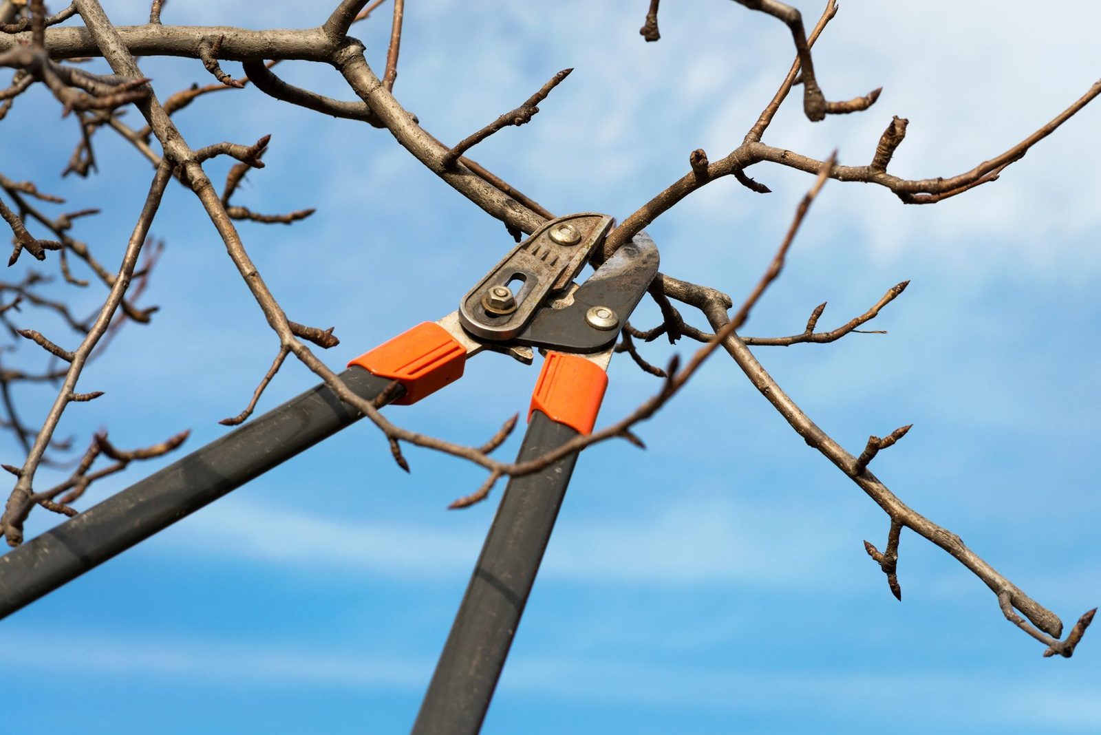 Pruning shears are cutting a branch on a tree against a backdrop of blue sky with wispy clouds.
