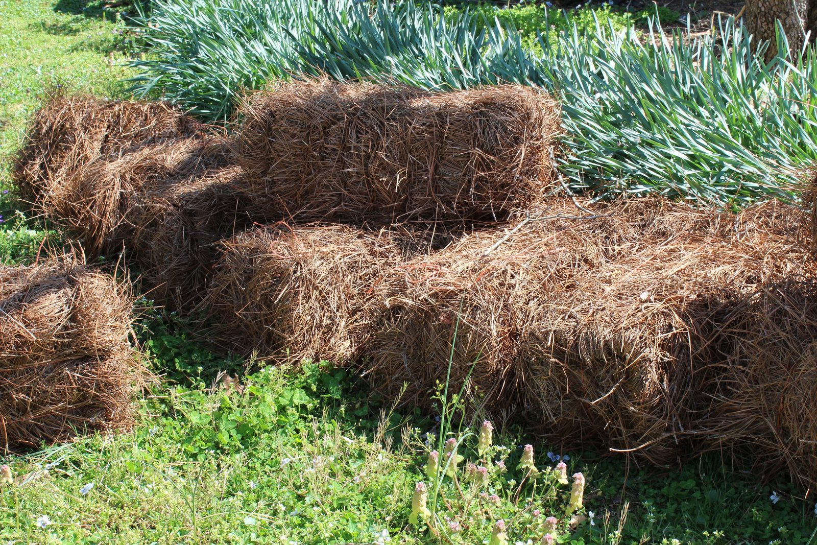 What To Know About Pine Needle Mulch