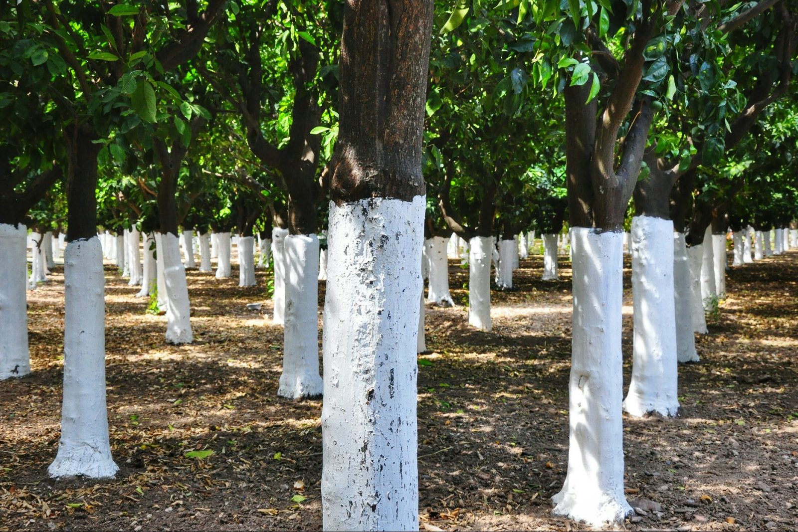 If You See Paint on Trees, This Is What It Means