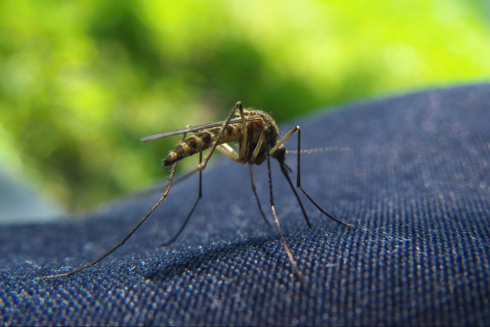 A mosquito rests on dark fabric, using its proboscis to feed, with a blurred green background suggesting an outdoor setting.