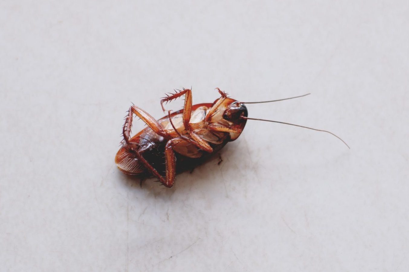 A cockroach lies on its back, motionless, on a light-colored surface, with its legs and antennae visible against the plain background.
