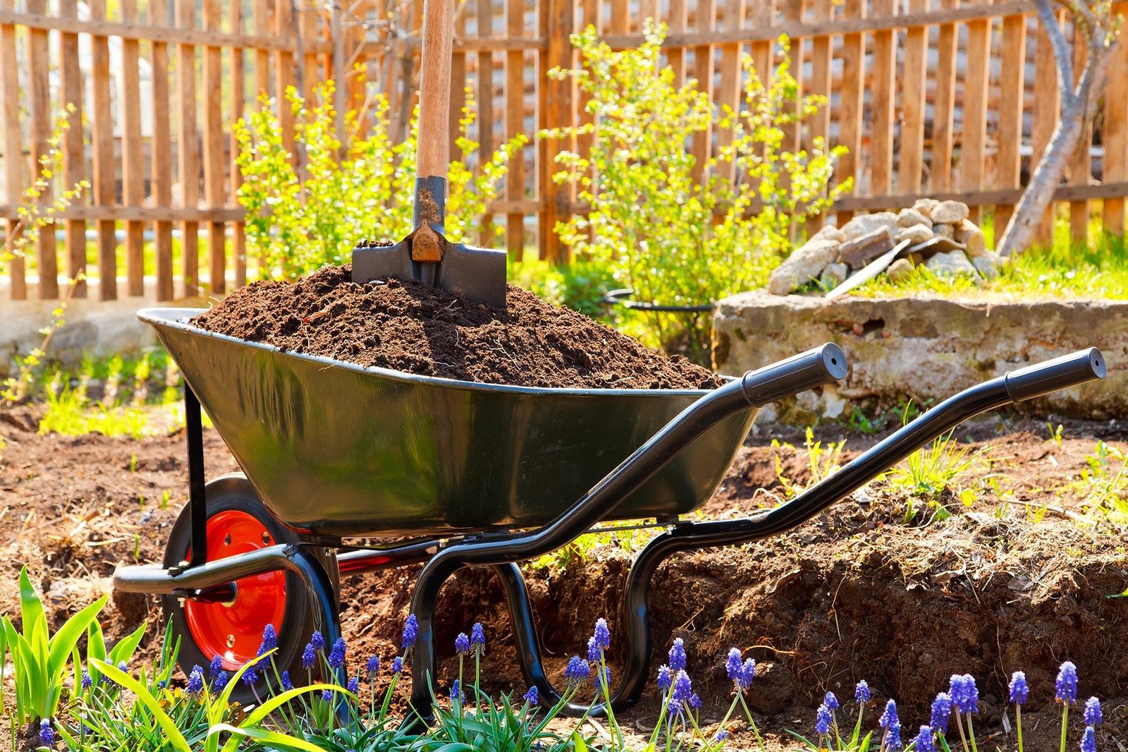 A wheelbarrow filled with dark soil and a shovel stands in a garden, surrounded by blooming flowers and a wooden fence in the background.