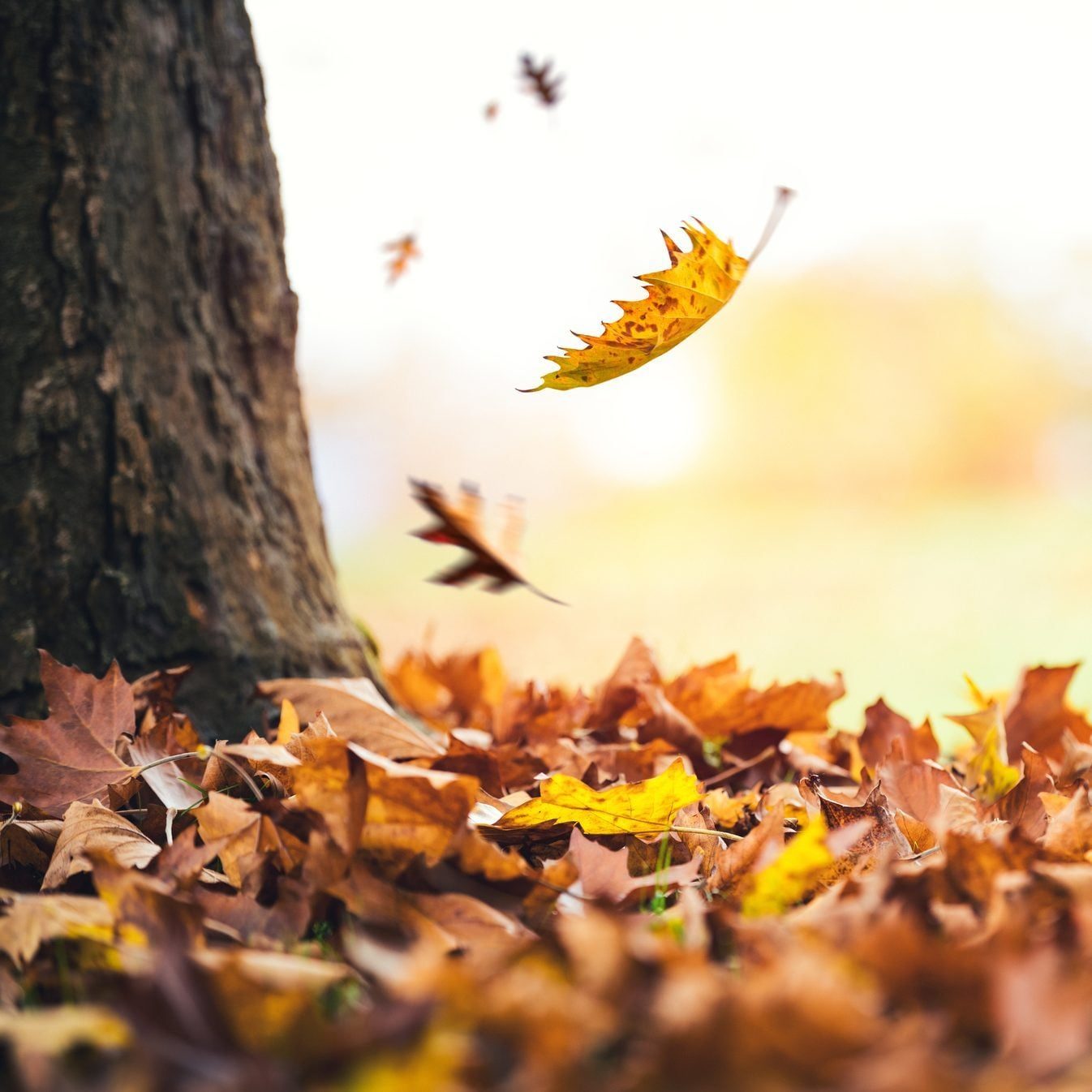 If Your Leaves Aren't Changing Colors This Fall, This Is What It Means