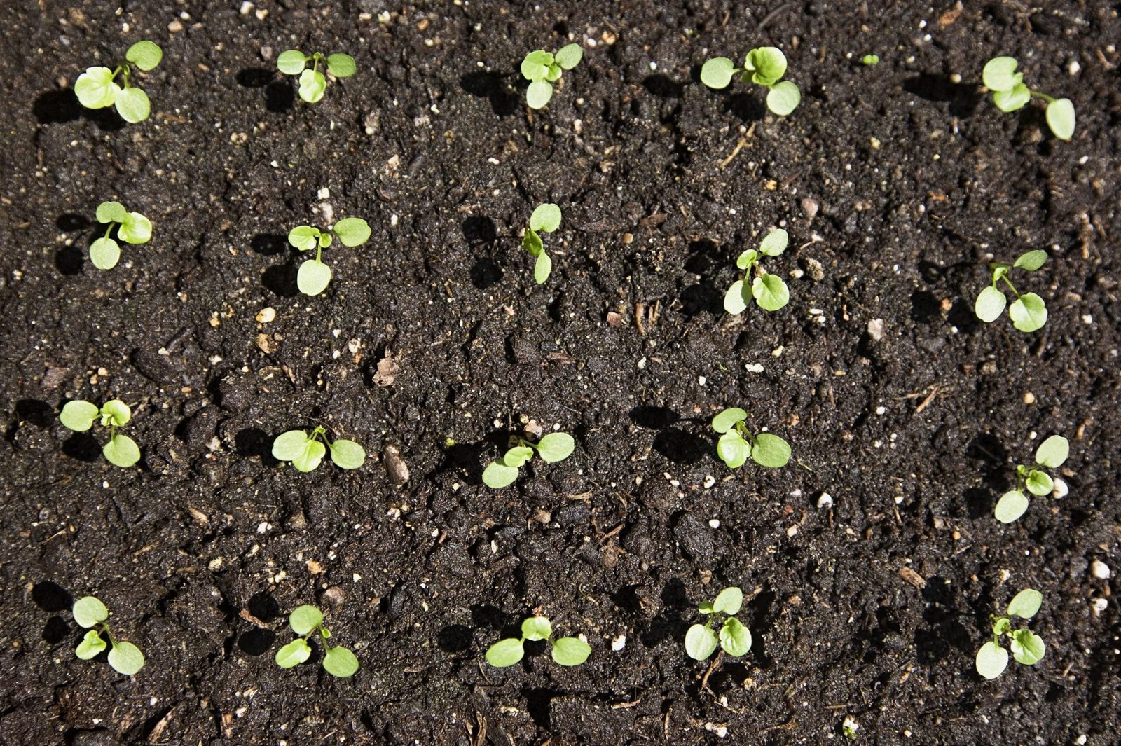 Small green seedlings are growing upright in dark, moist soil, arranged in neat rows under bright natural light.