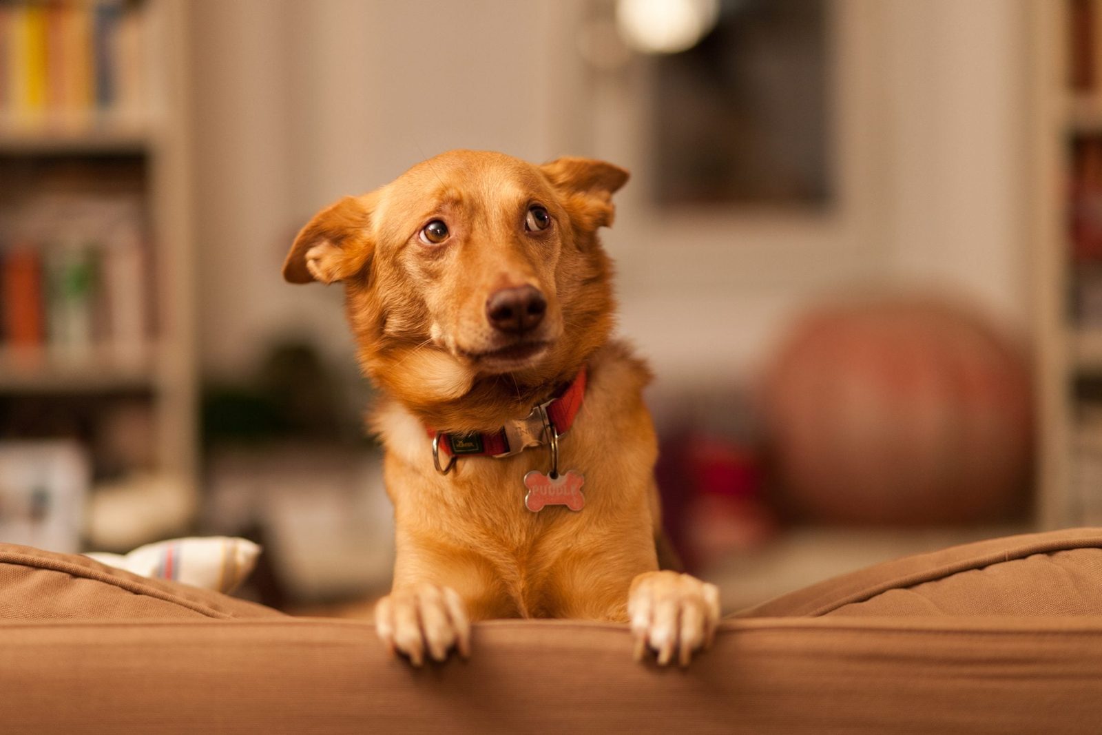 5 Tips for Getting Dog Smell Out of Your House