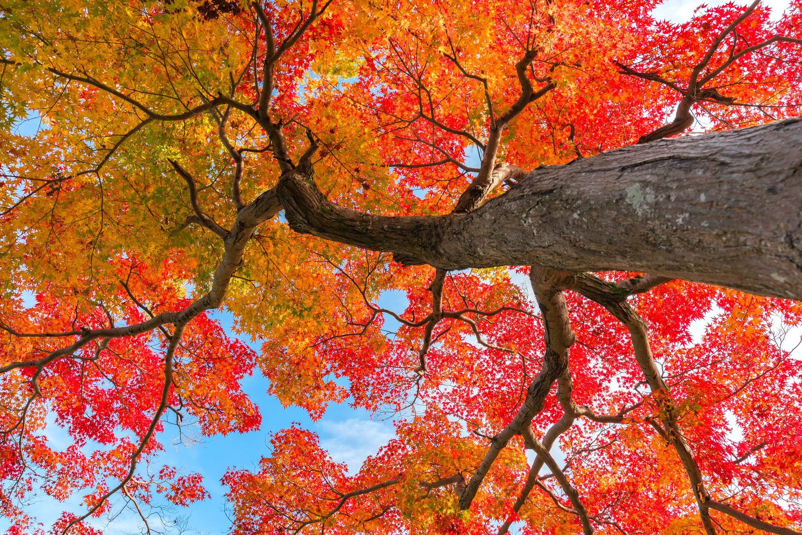 6 Most Common Types of Maple Trees