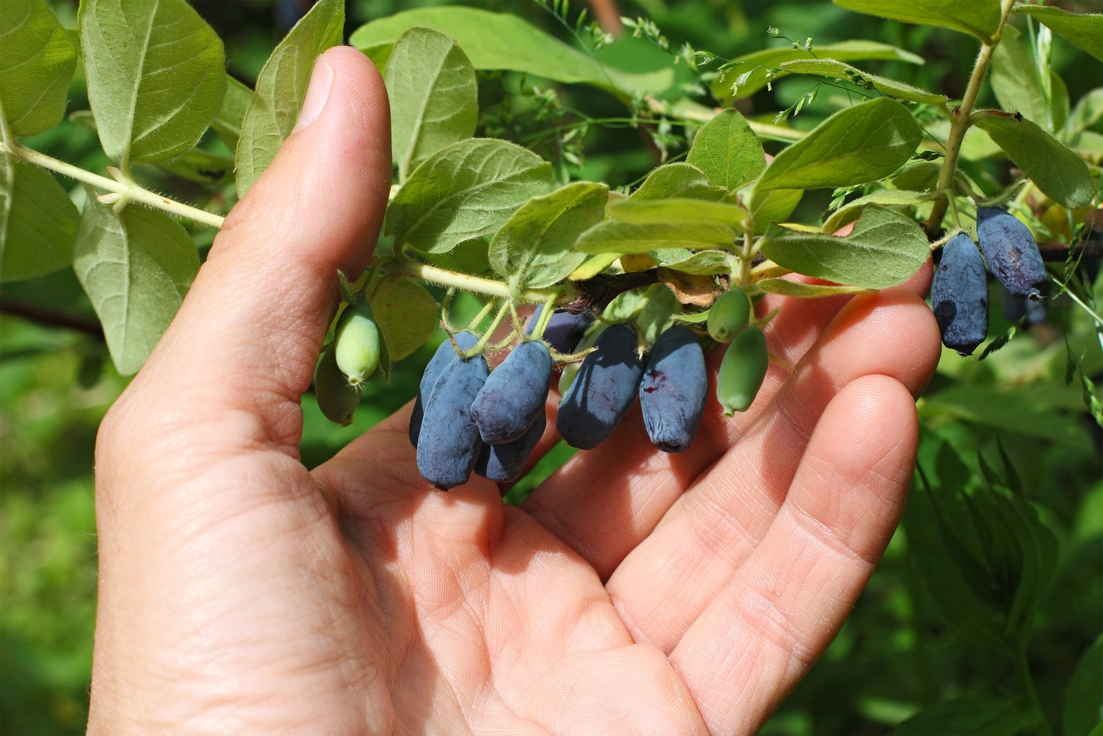 What Is a Honeyberry?