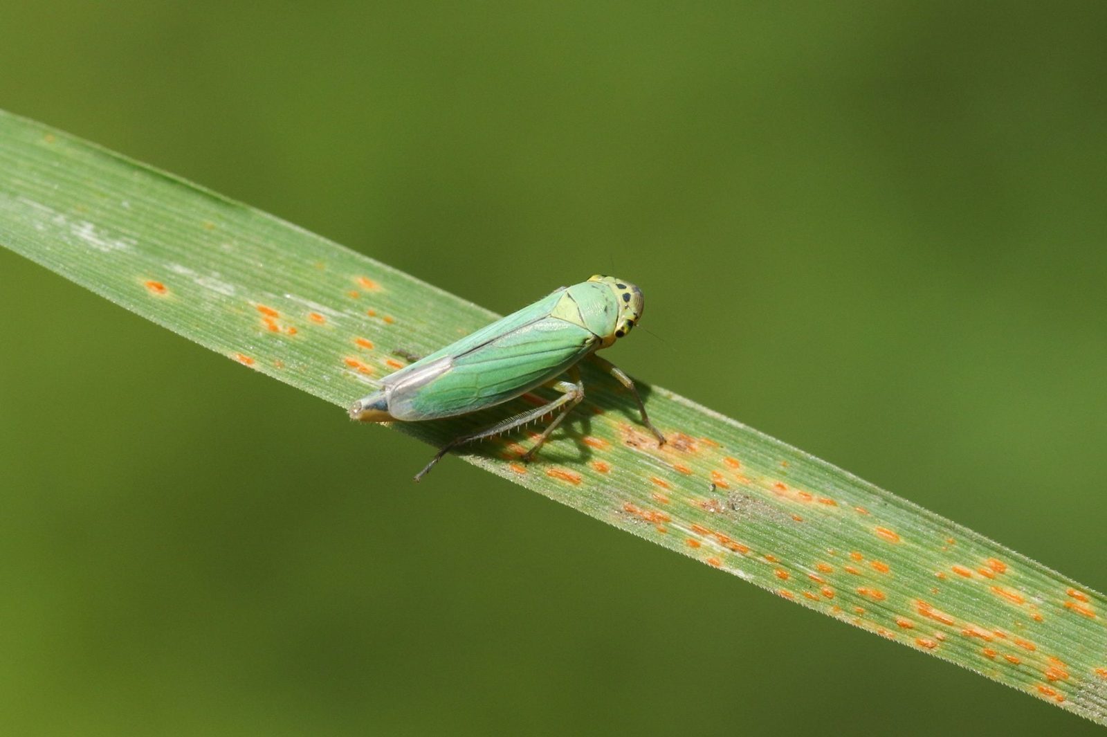 A green insect perches on a leaf, surrounded by a blurred, green background, with orange spots visible on the leaf's surface.