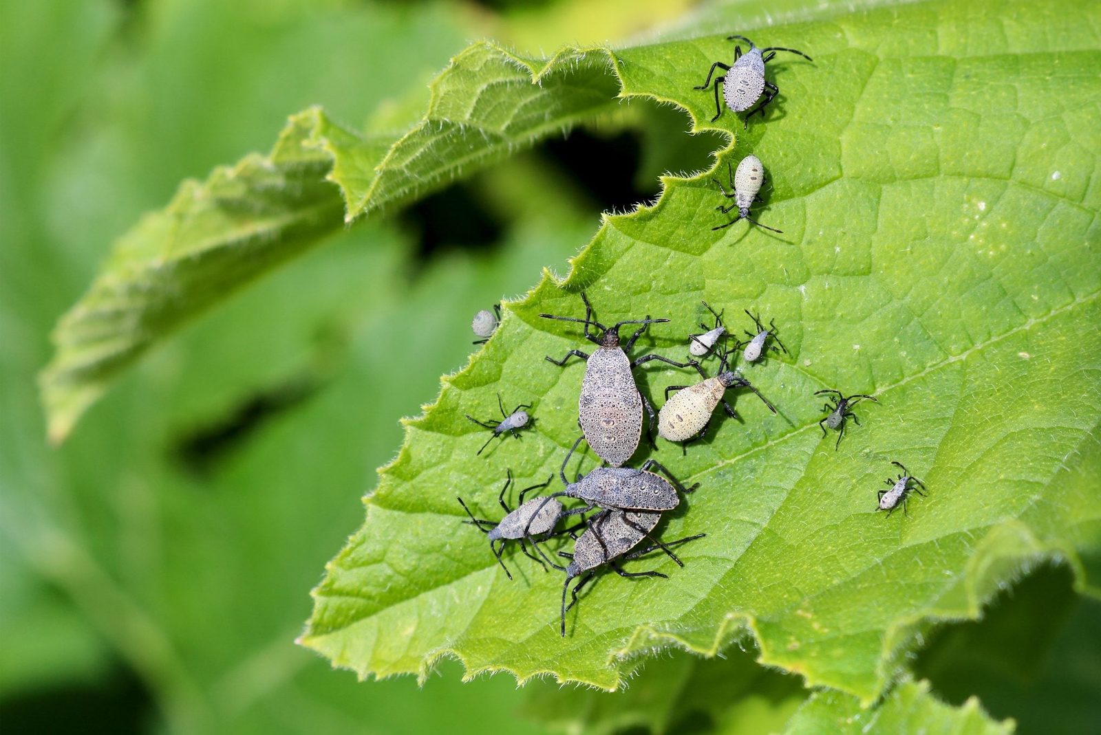 Multiple small black and gray insects rest on a green leaf, showcasing their varied sizes and shapes in a vibrant, natural setting.