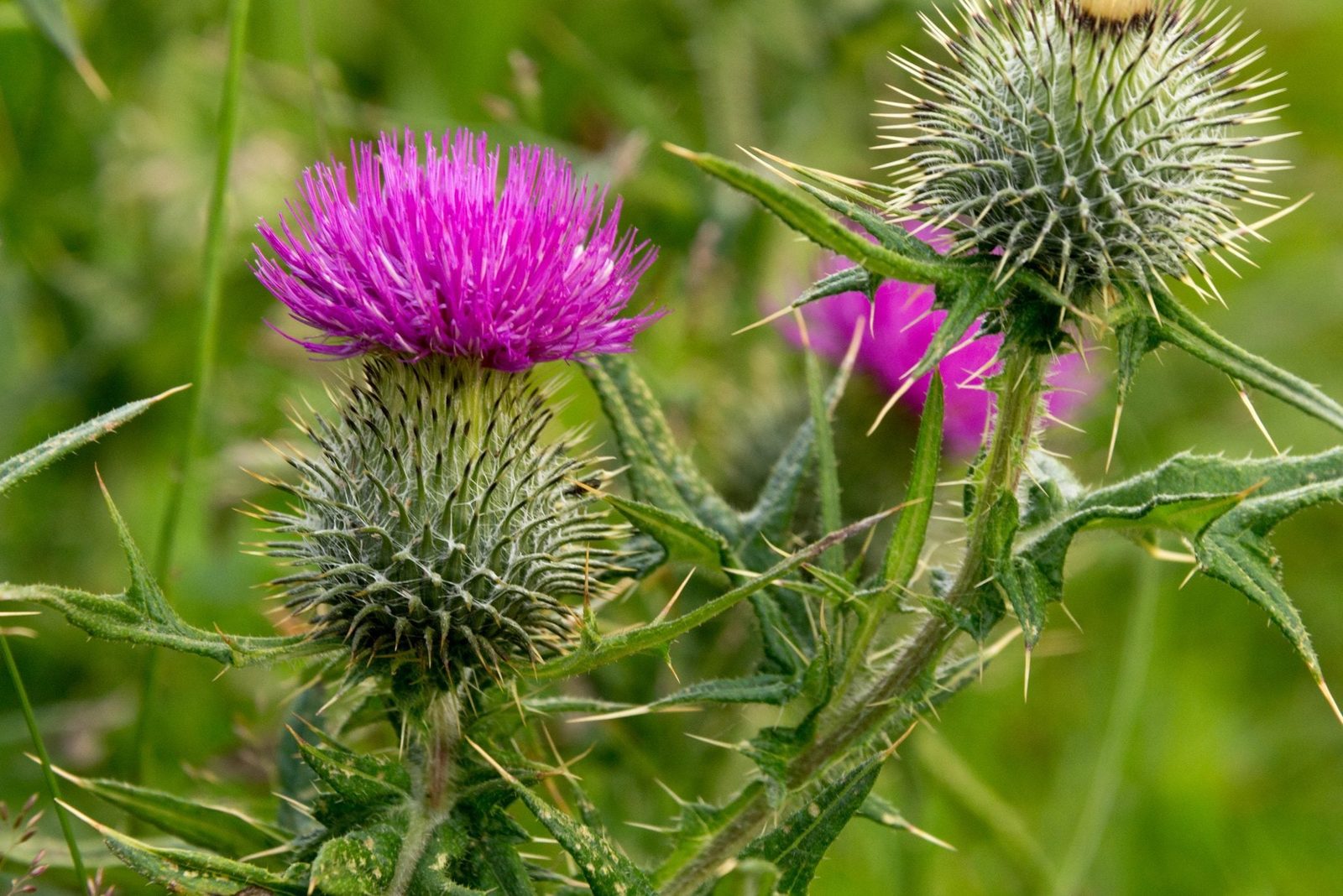 A thistle plant with a prominent purple flower sits amidst green grasses, displaying spiky leaves and a textured, thorny stem.