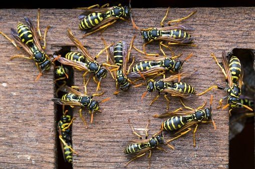 Yellow and black wasps crawl and fly around a wooden surface, indicating a nest or feeding area near a natural setting.