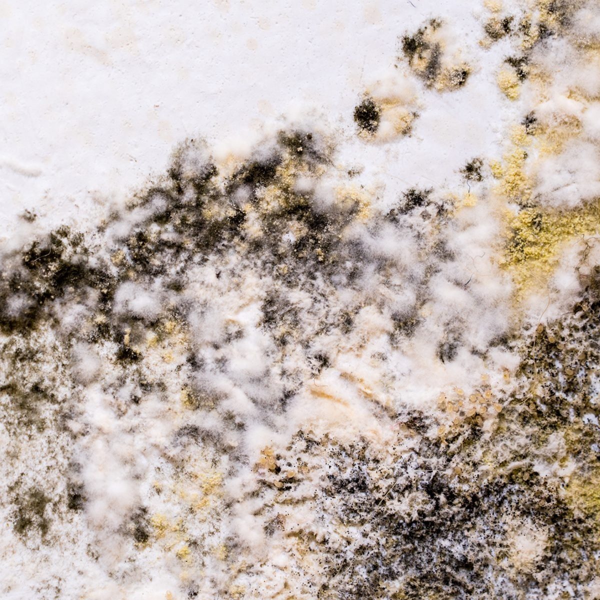 Everything You Need To Know About Mold Mites