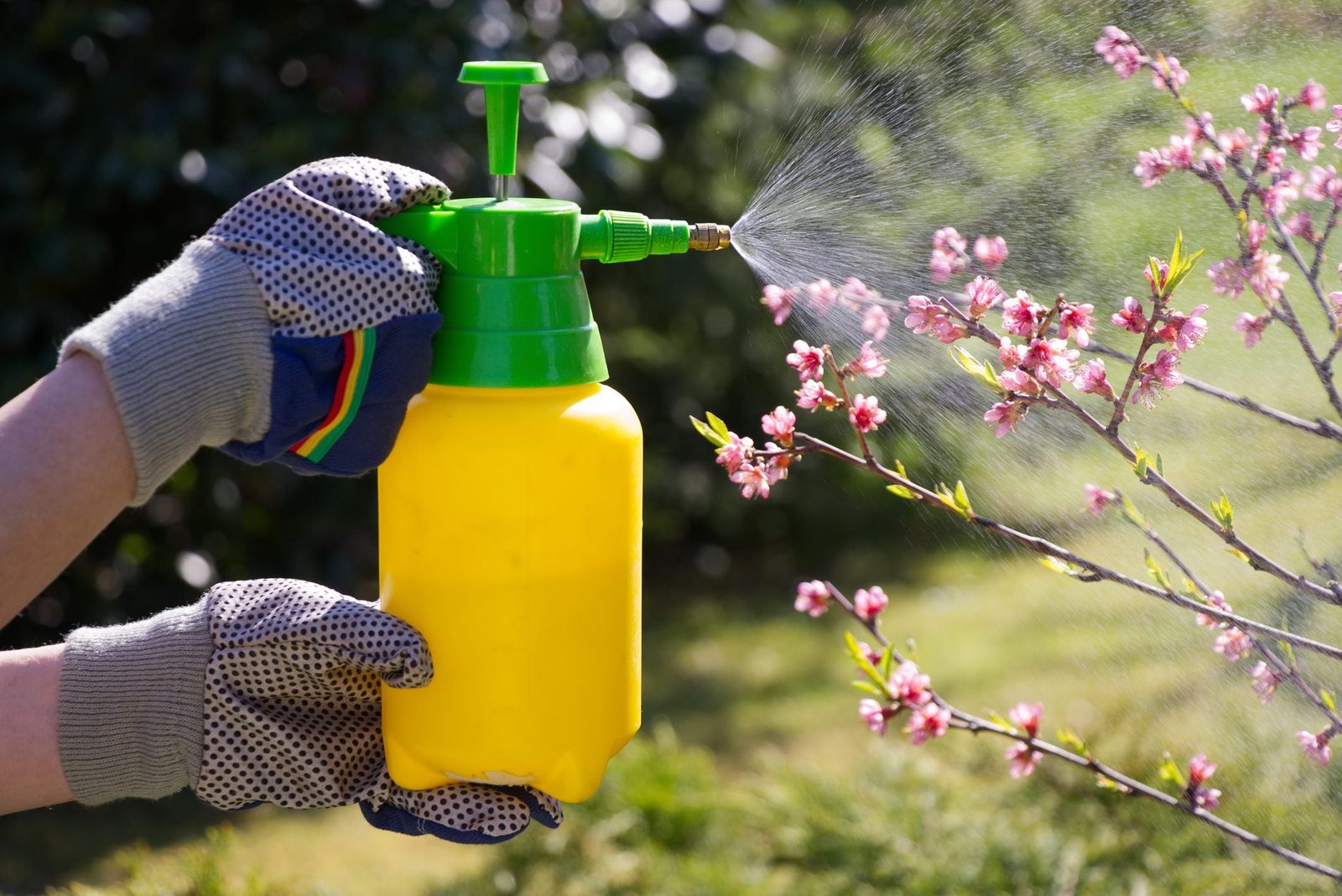 A person sprays water from a yellow container onto blooming pink flowers in a garden, surrounded by green foliage and sunlight.